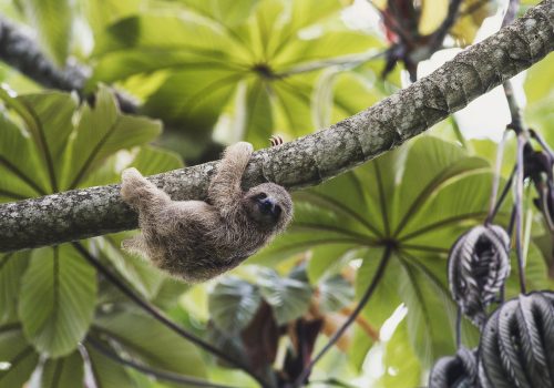 4- Sloth watching tour